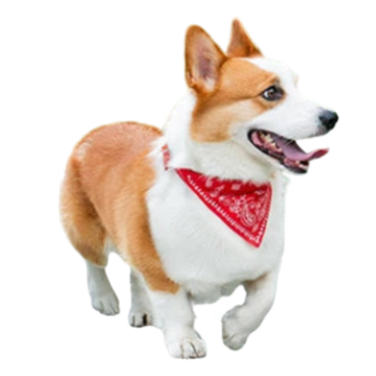 Coleira de PU para Cães e Gatos com Lenço Ajustável